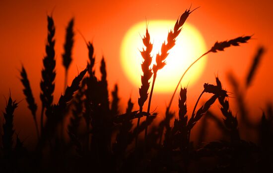 Russia Agriculture Cereals Harvesting