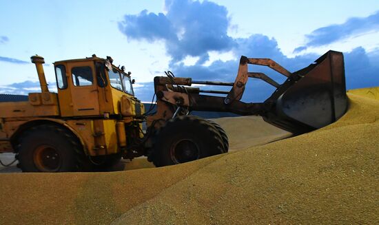 Russia Agriculture Cereals Harvesting