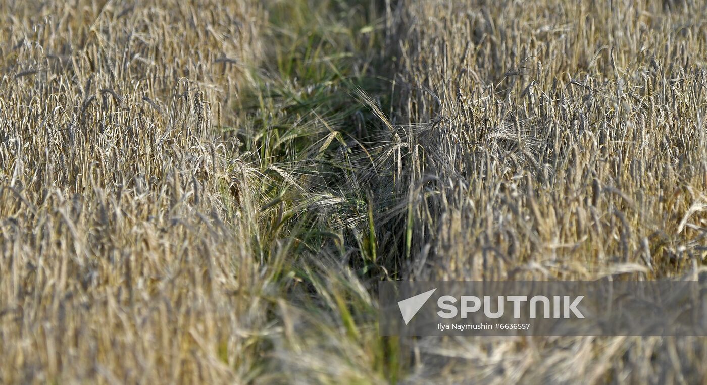 Russia Agriculture Cereals Harvesting