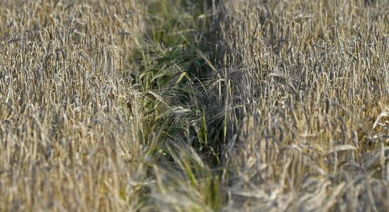 Russia Agriculture Cereals Harvesting
