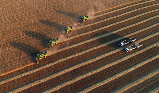 Russia Agriculture Cereals Harvesting