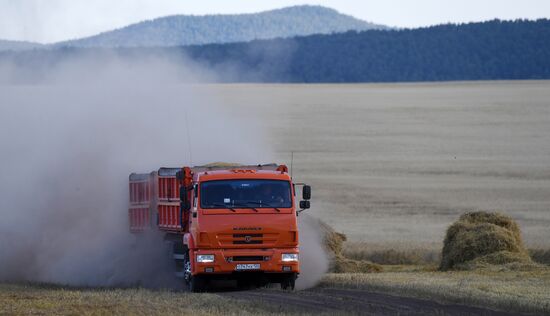 Russia Agriculture Cereals Harvesting