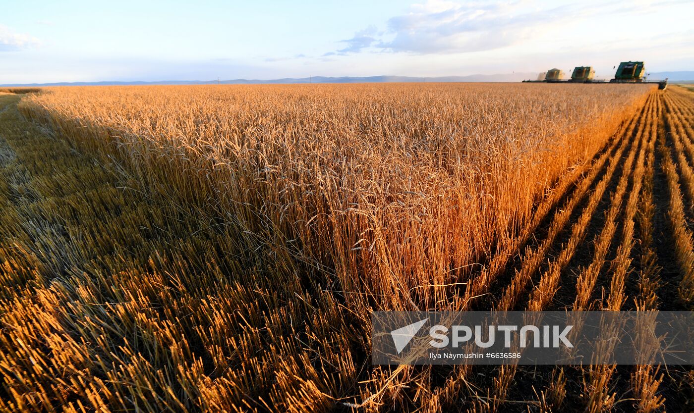 Russia Agriculture Cereals Harvesting