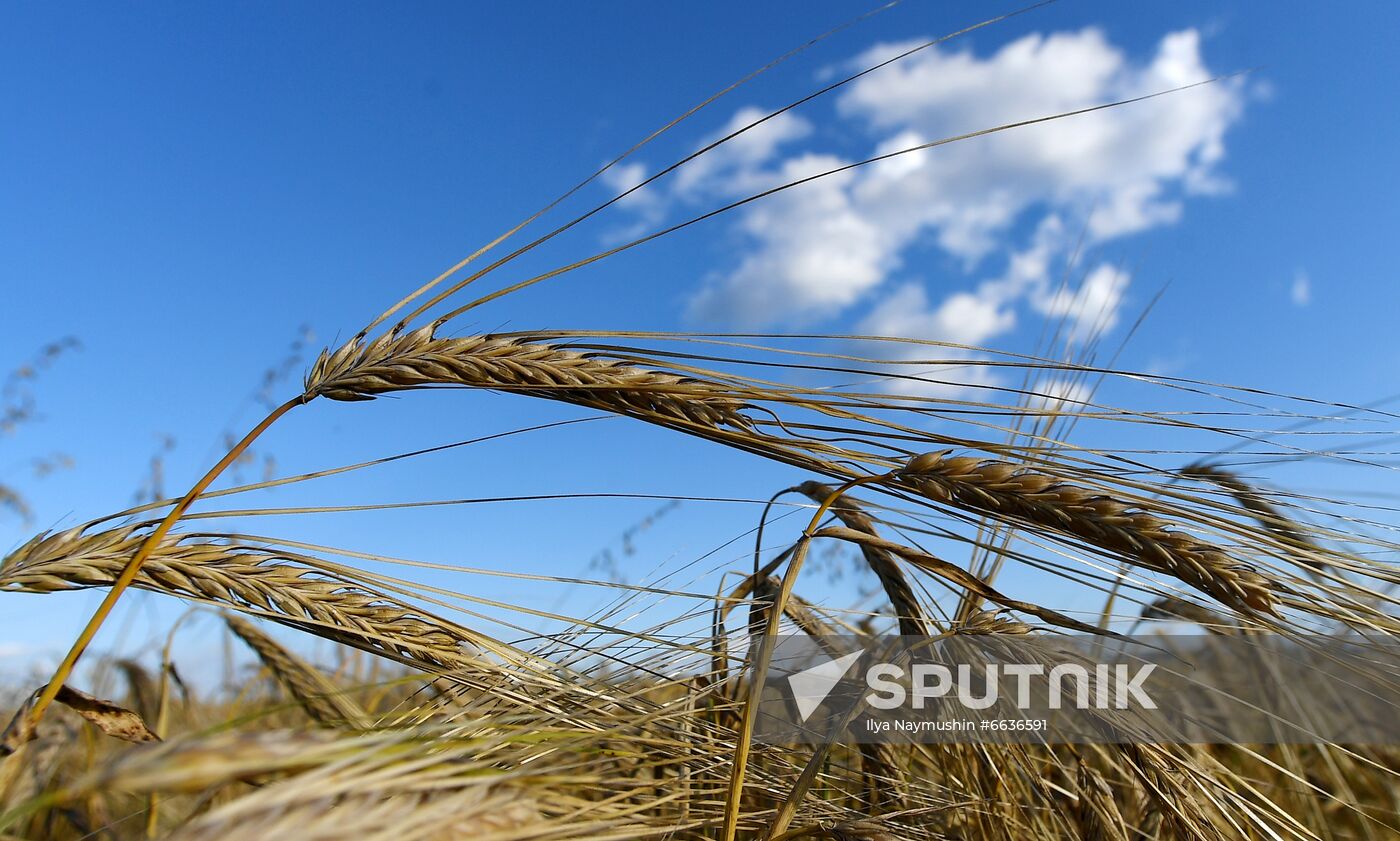 Russia Agriculture Cereals Harvesting