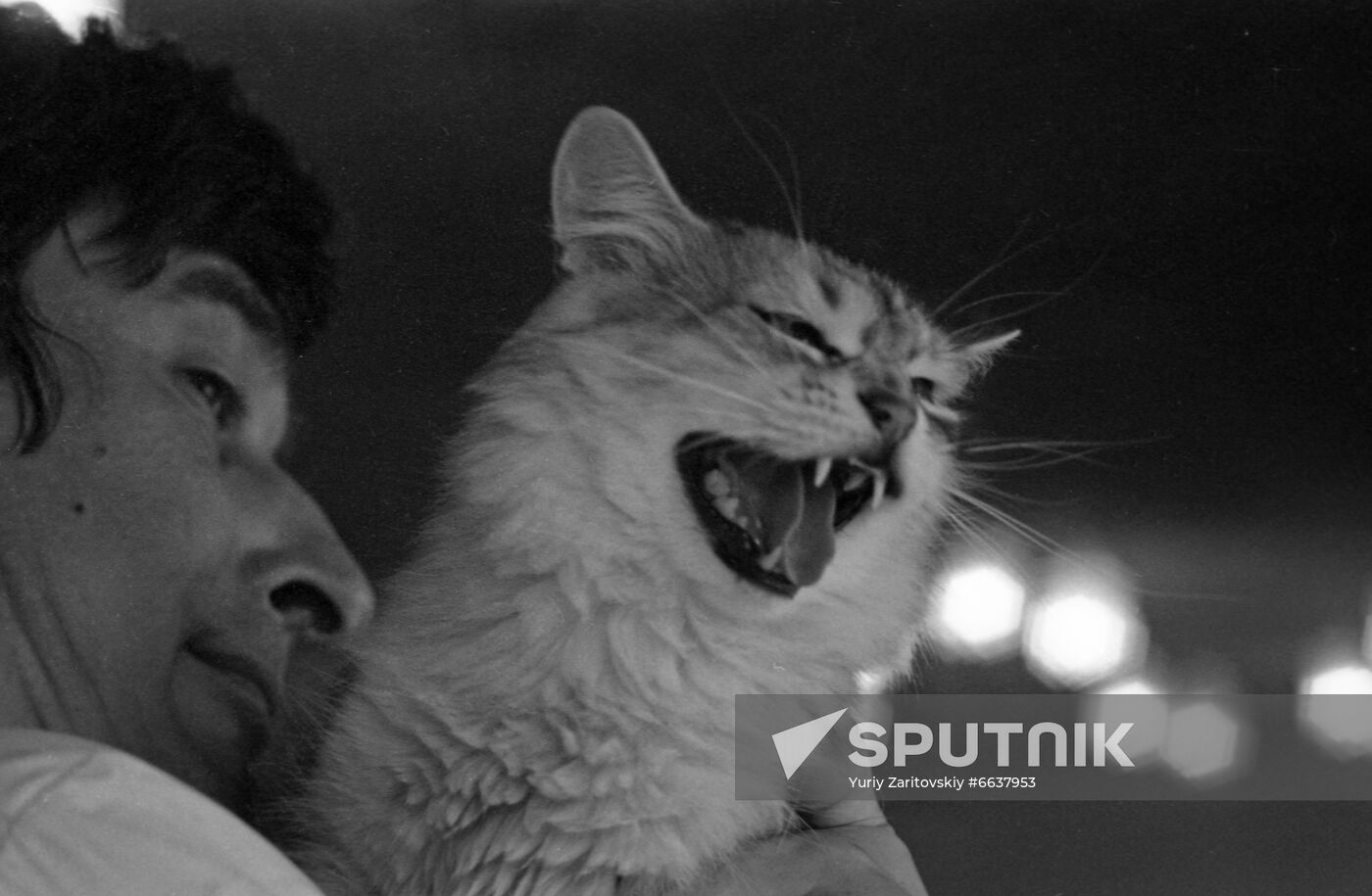 National cat exhibition in Moscow