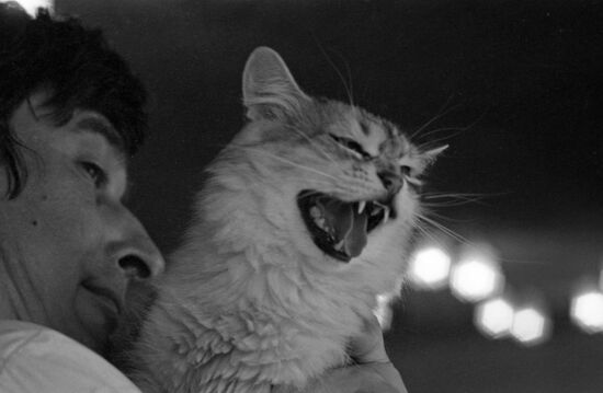National cat exhibition in Moscow