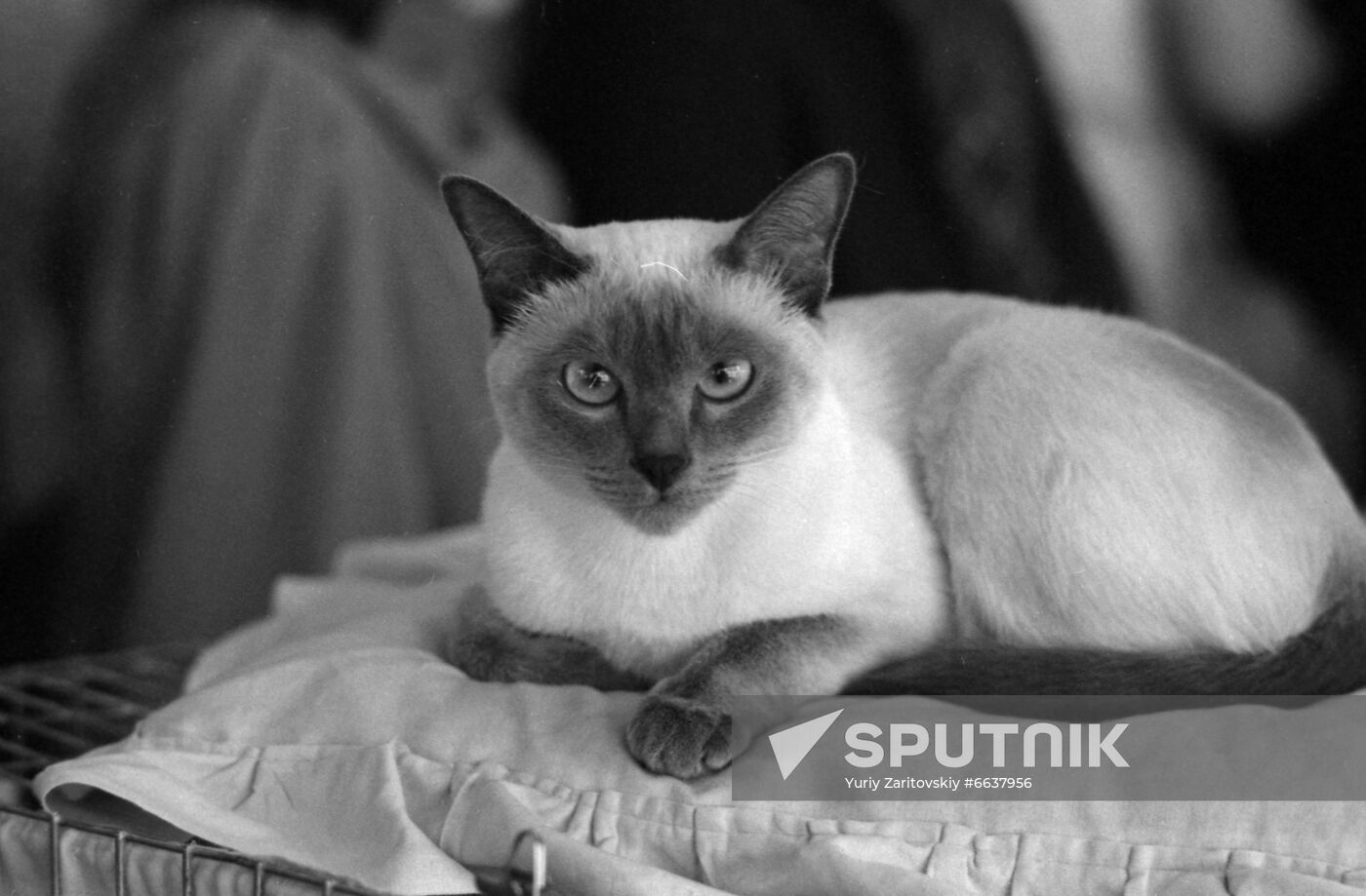 National cat exhibition in Moscow