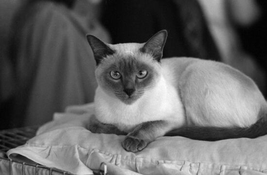 National cat exhibition in Moscow