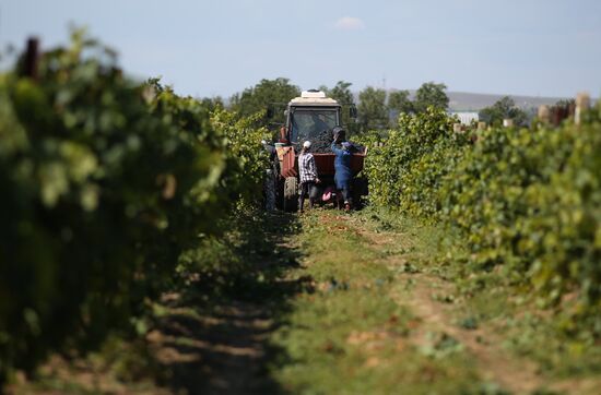 Russia Winery
