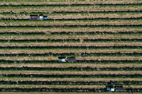 Russia Winery