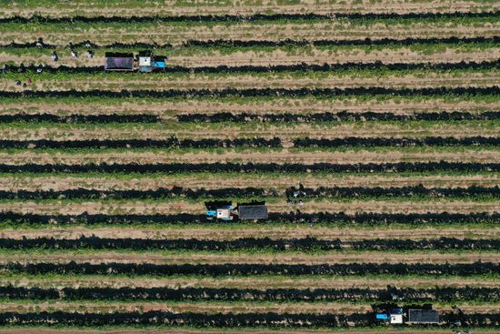 Russia Winery