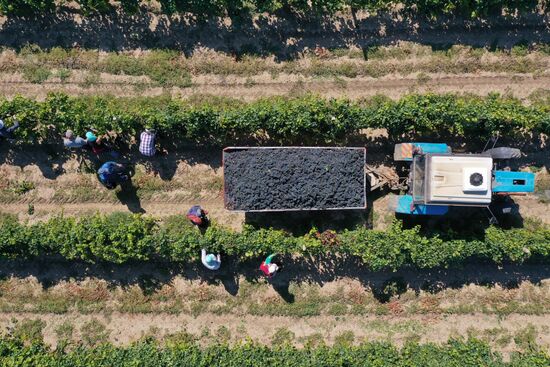 Russia Winery