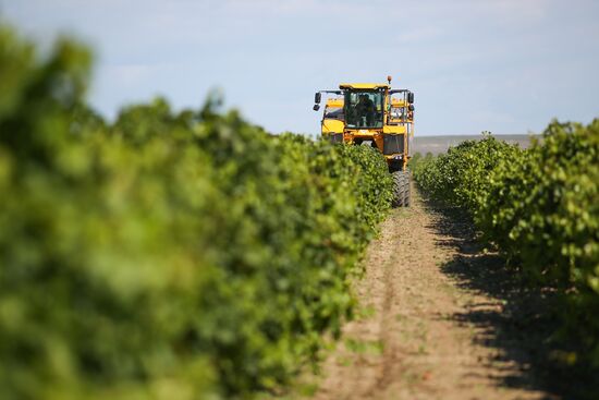 Russia Winery