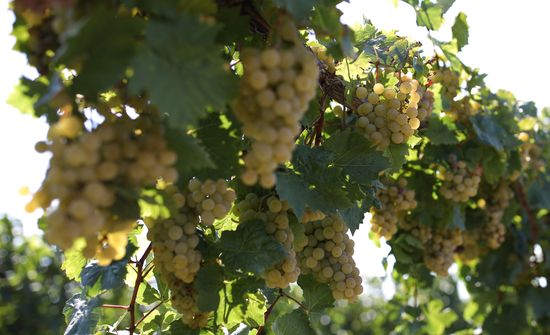 Russia Winery
