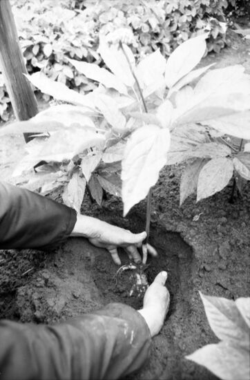 Ginseng root at Minsk Botanical Garden