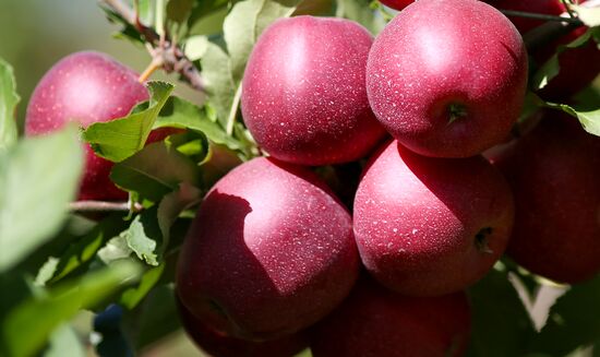 Russia Apple Harvesting