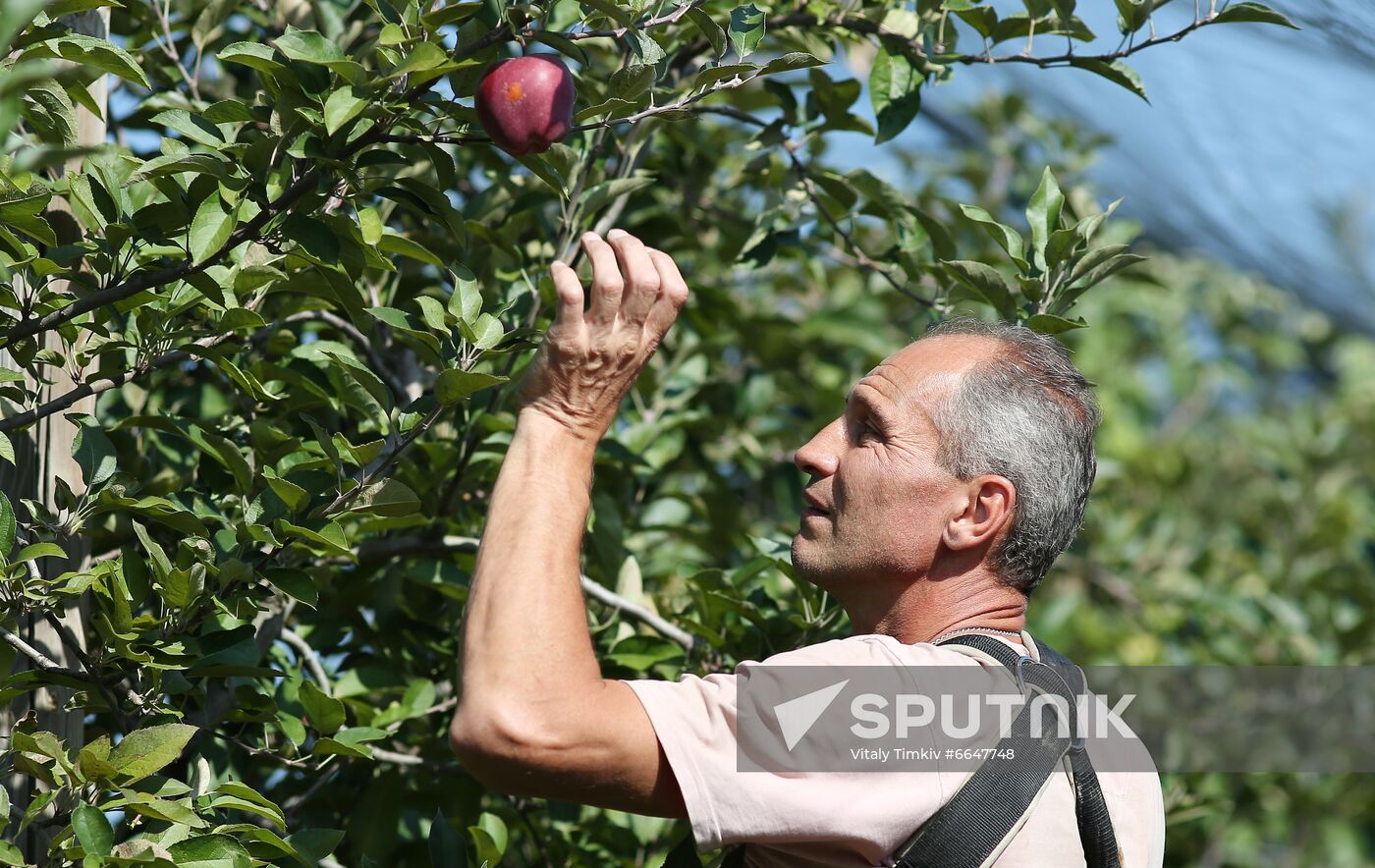 Russia Apple Harvesting