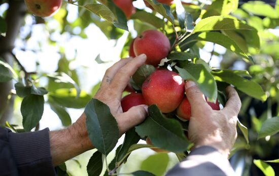 Russia Apple Harvesting