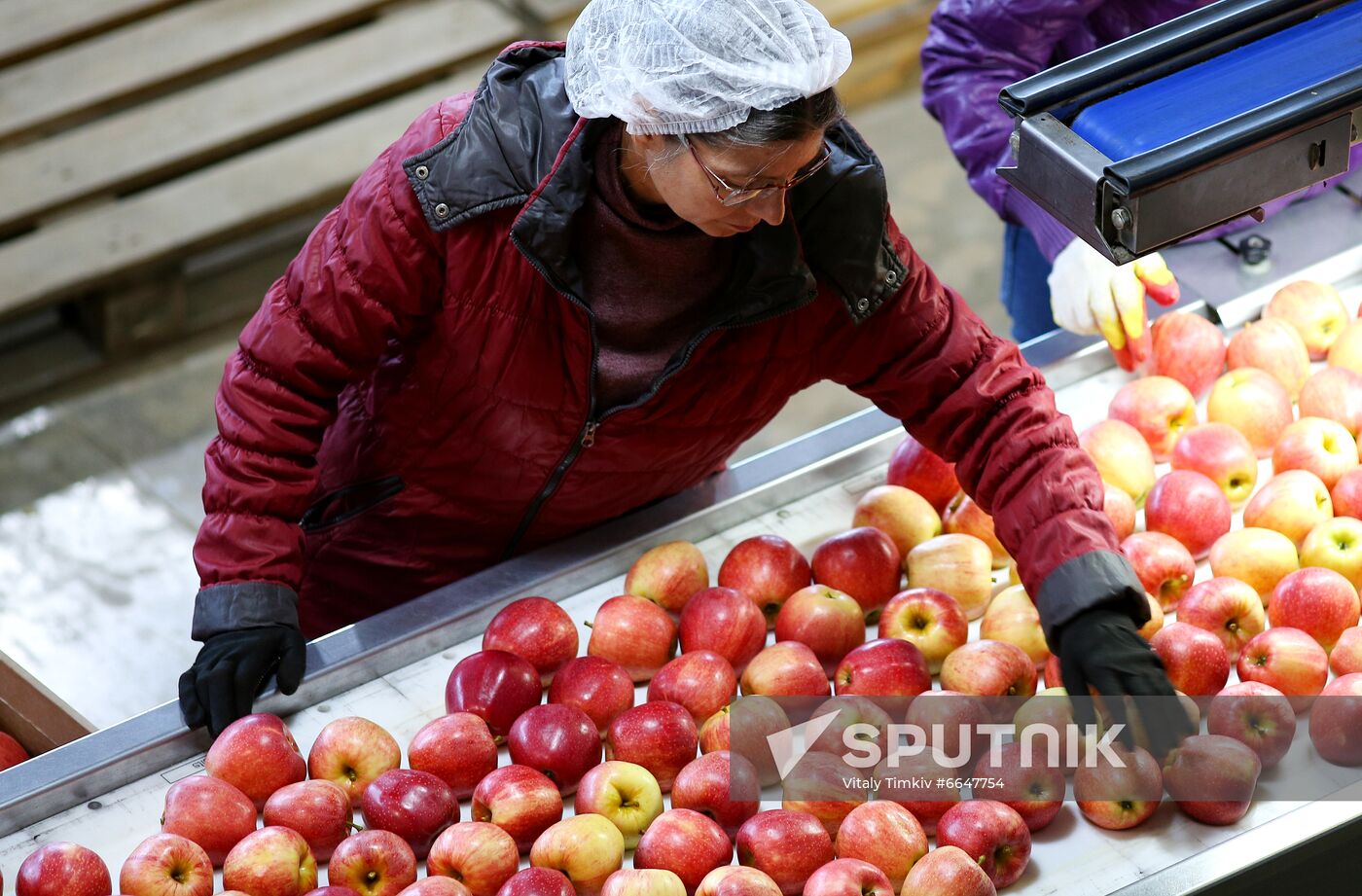 Russia Apple Harvesting