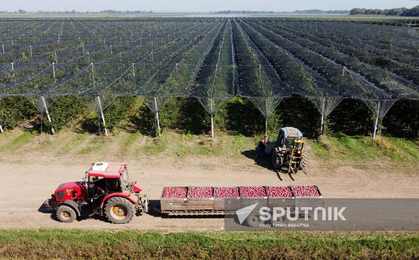 Russia Apple Harvesting