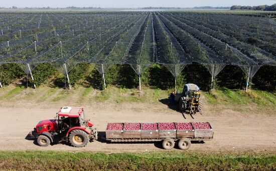 Russia Apple Harvesting