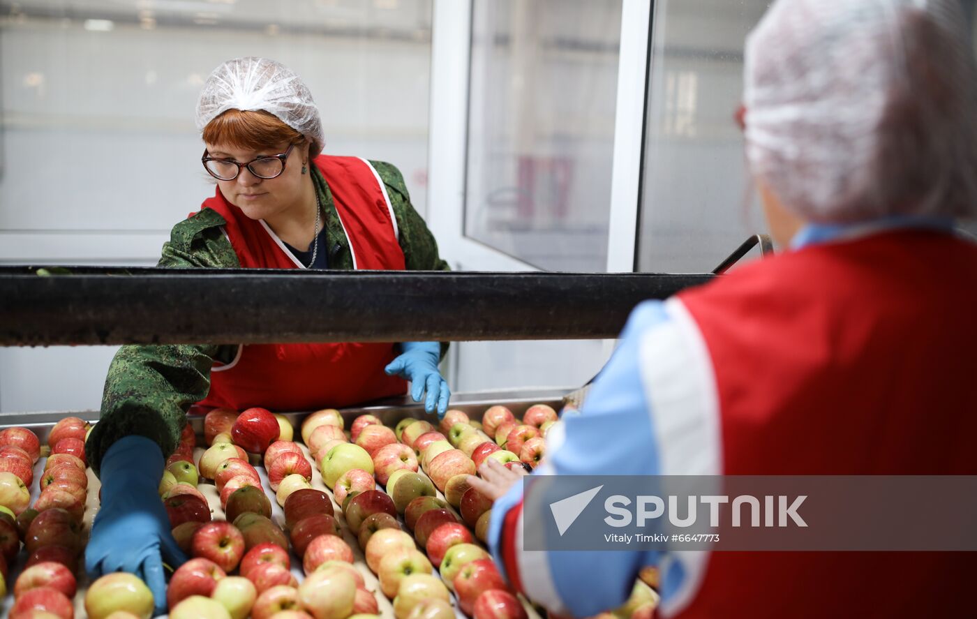 Russia Apple Harvesting