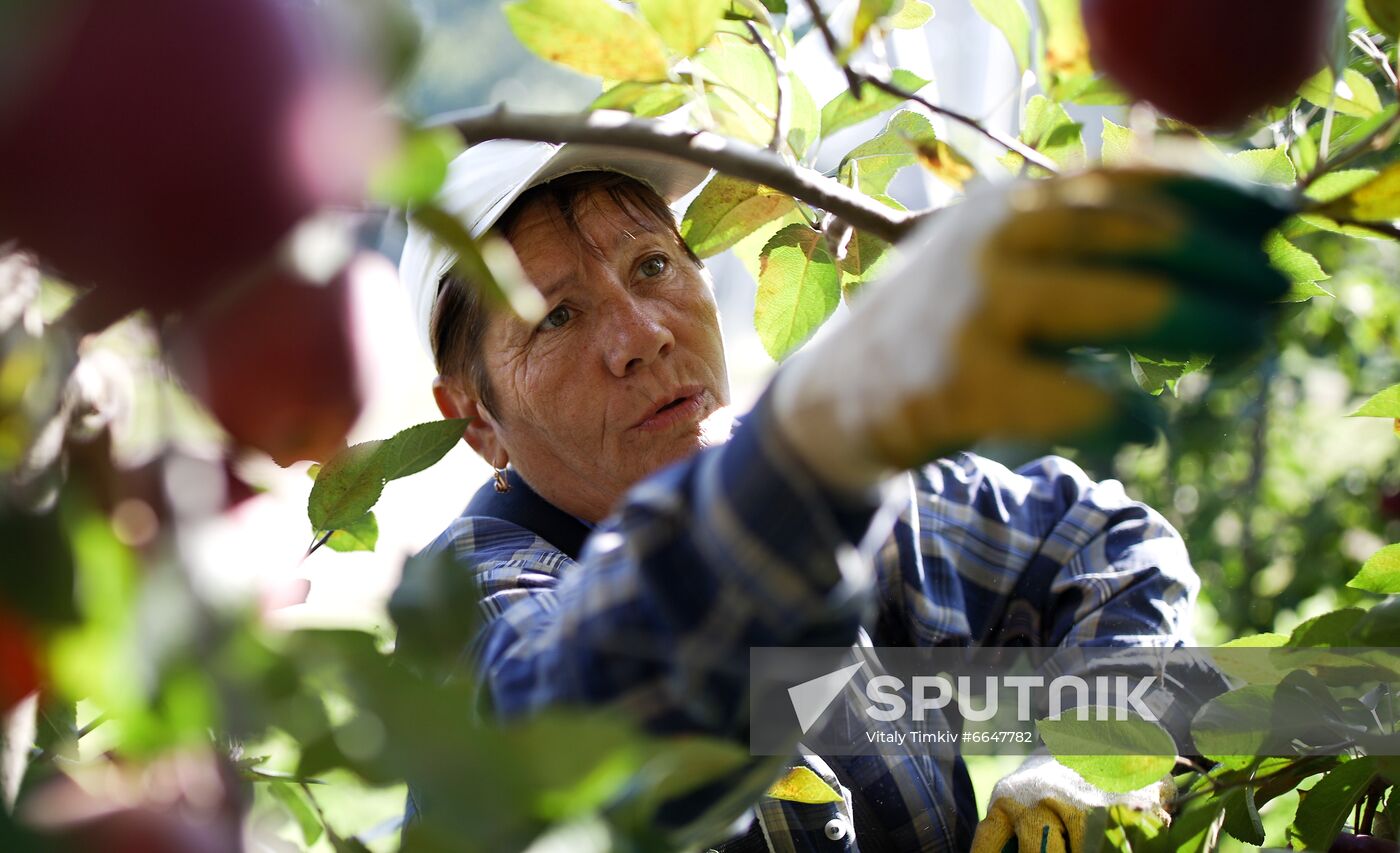 Russia Apple Harvesting