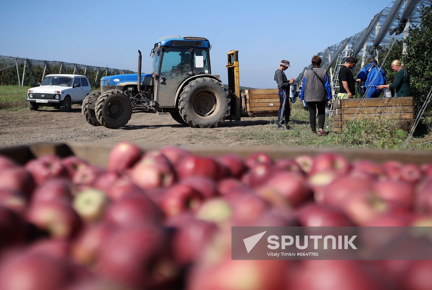 Russia Apple Harvesting