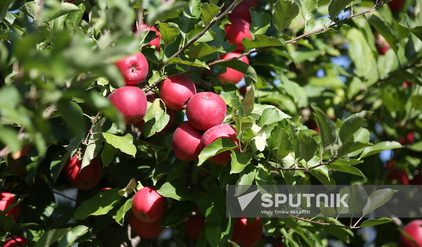 Russia Apple Harvesting