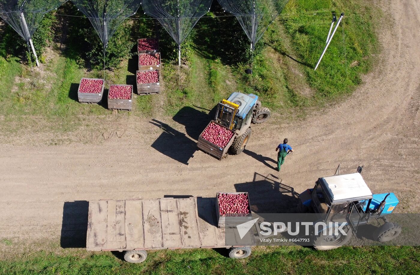 Russia Apple Harvesting