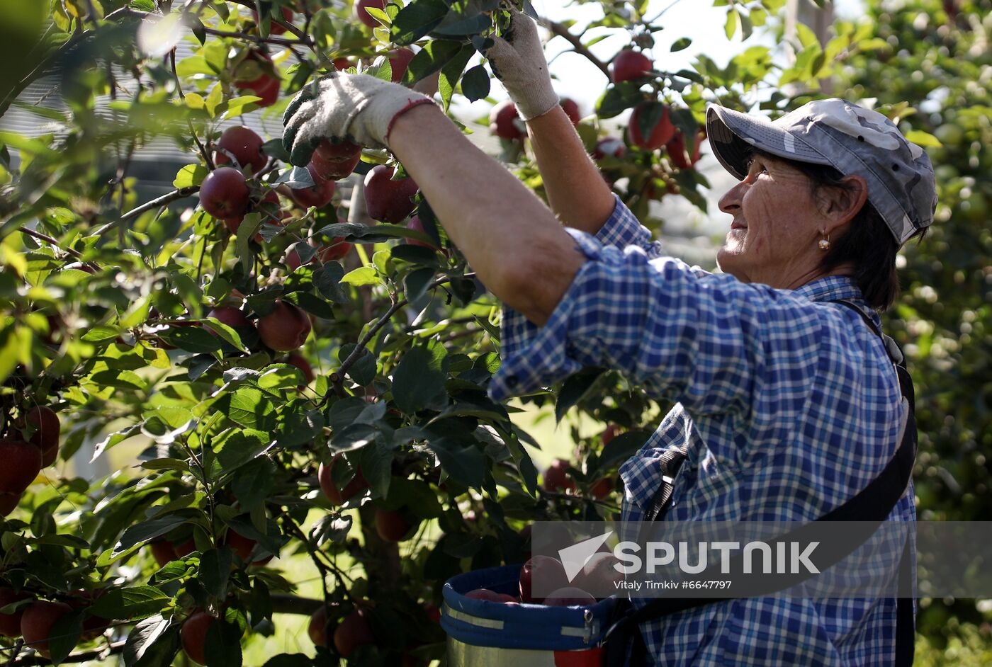 Russia Apple Harvesting