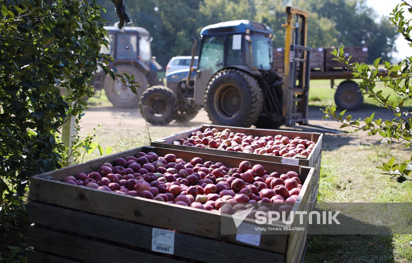 Russia Apple Harvesting