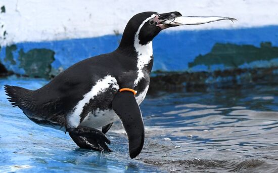 Russia Zoo
