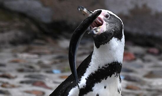 Russia Zoo