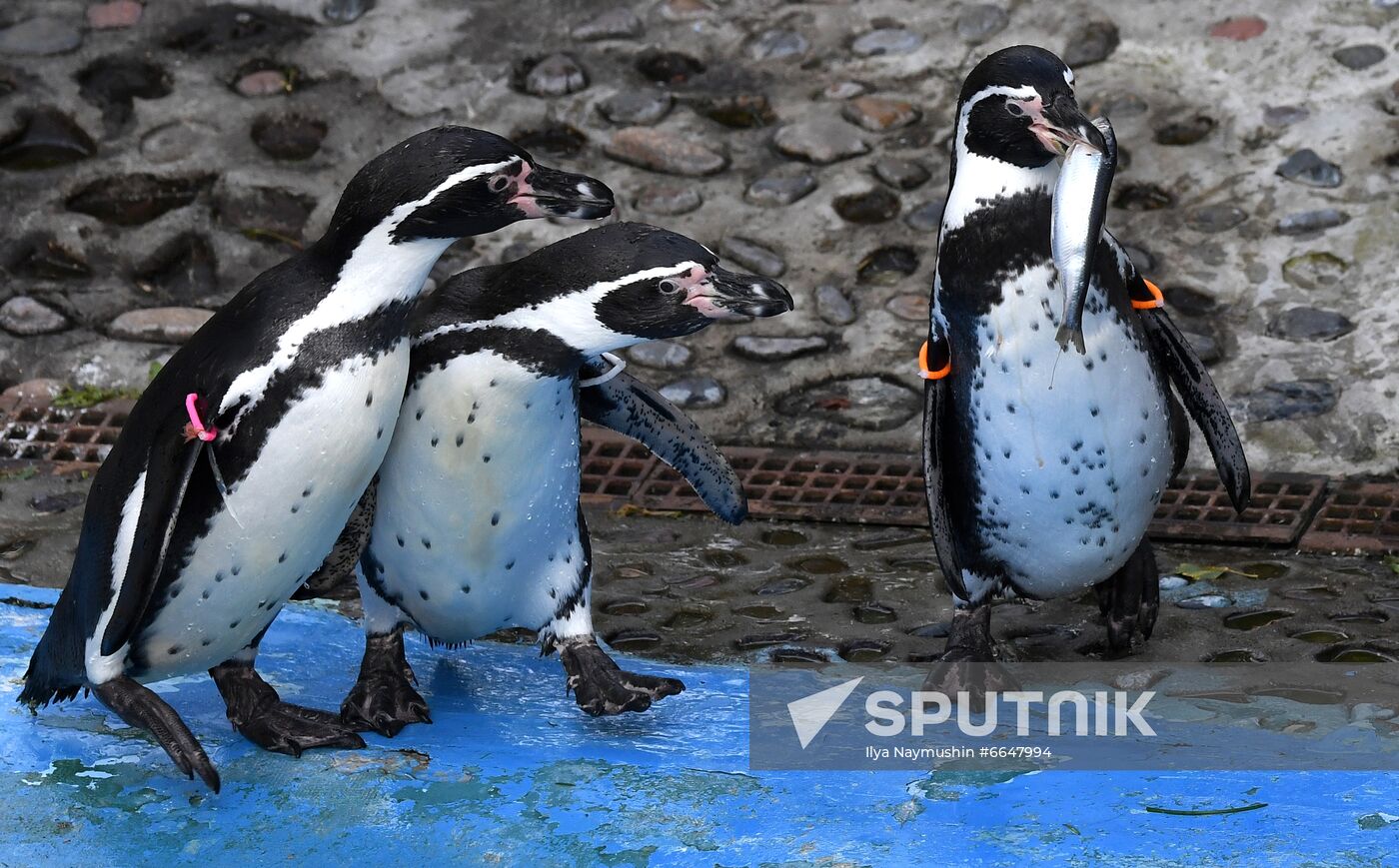 Russia Zoo