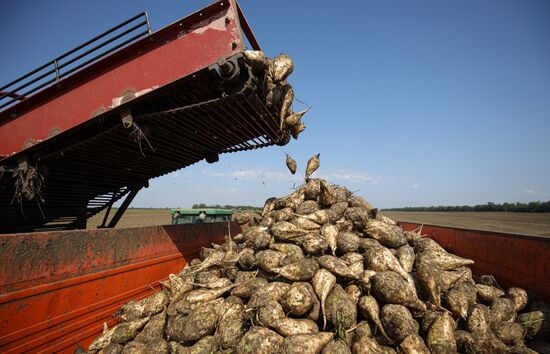Russia Sugar Beet Harvest