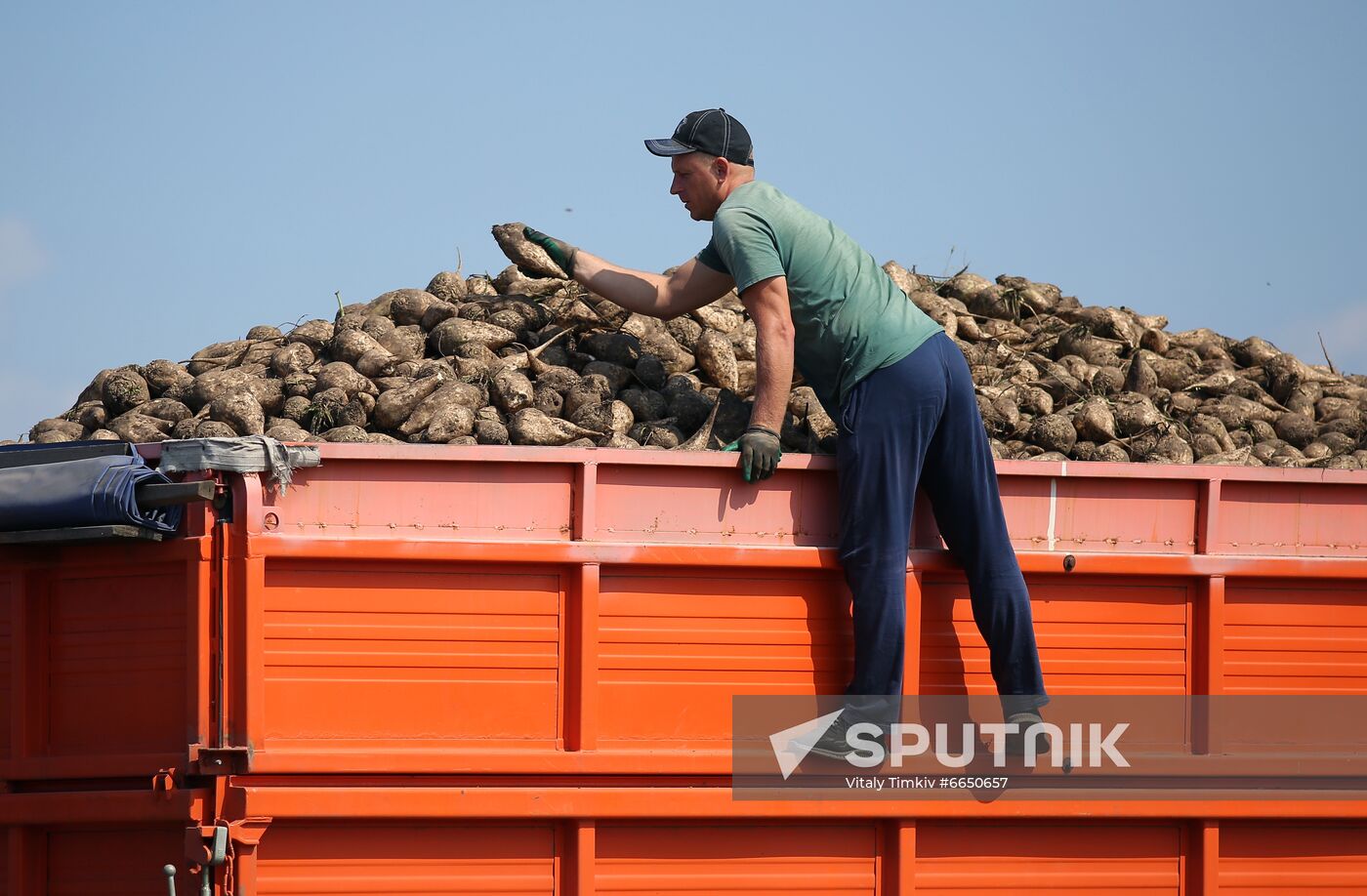 Russia Sugar Beet Harvest