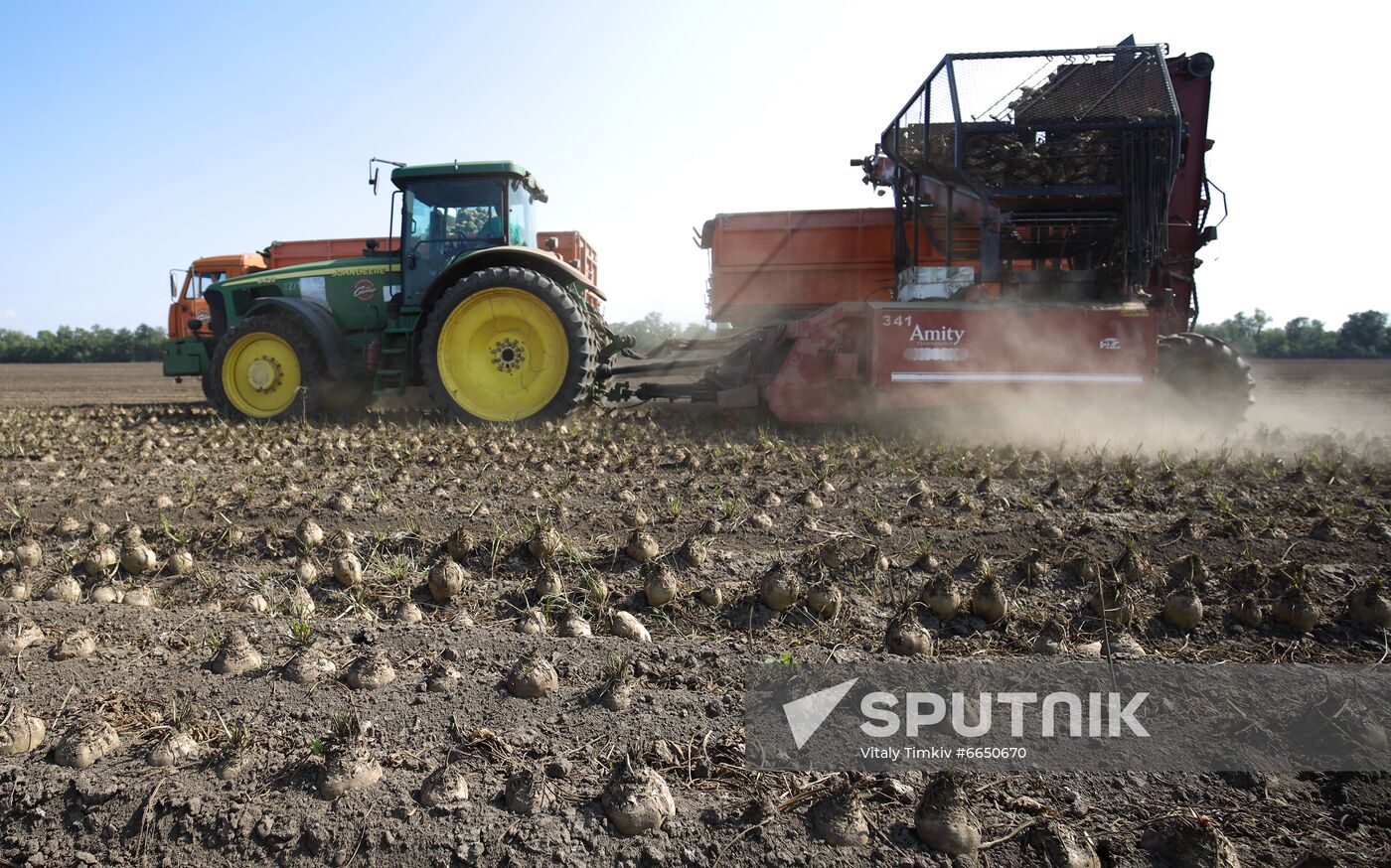 Russia Sugar Beet Harvest