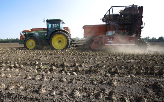 Russia Sugar Beet Harvest