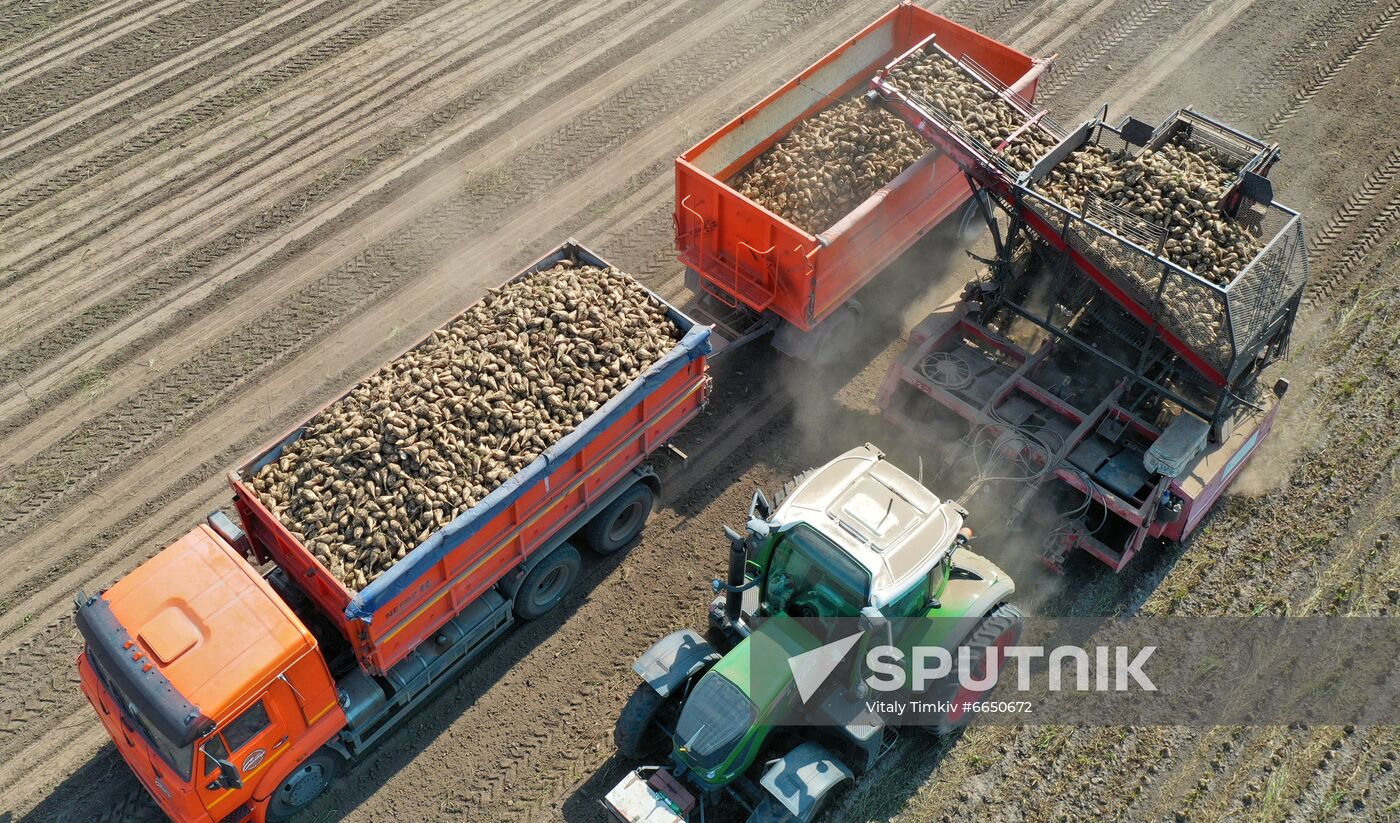 Russia Sugar Beet Harvest