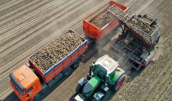 Russia Sugar Beet Harvest