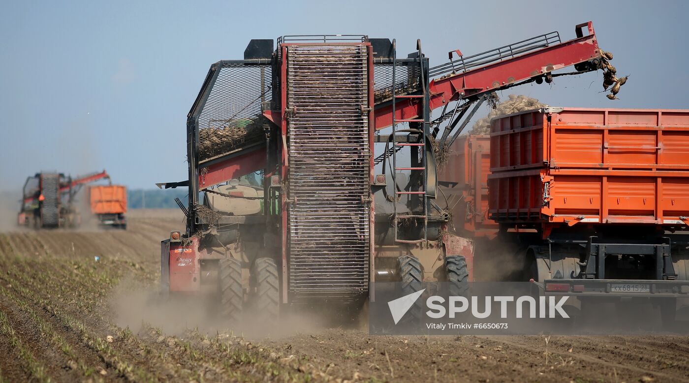 Russia Sugar Beet Harvest