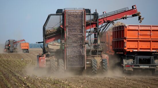 Russia Sugar Beet Harvest