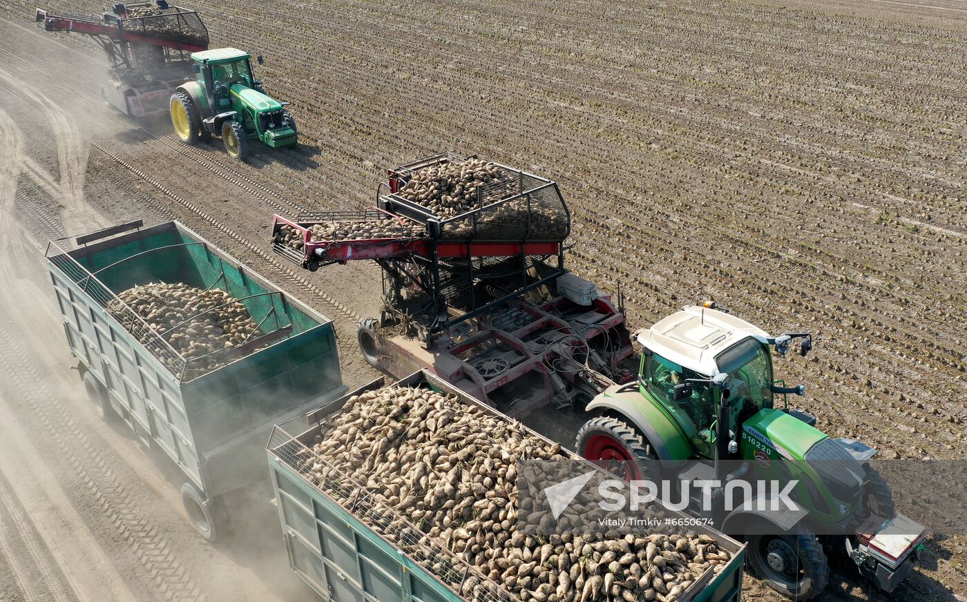 Russia Sugar Beet Harvest