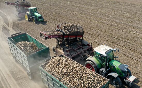 Russia Sugar Beet Harvest