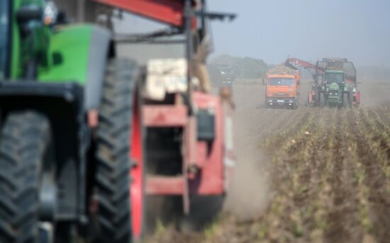 Russia Sugar Beet Harvest