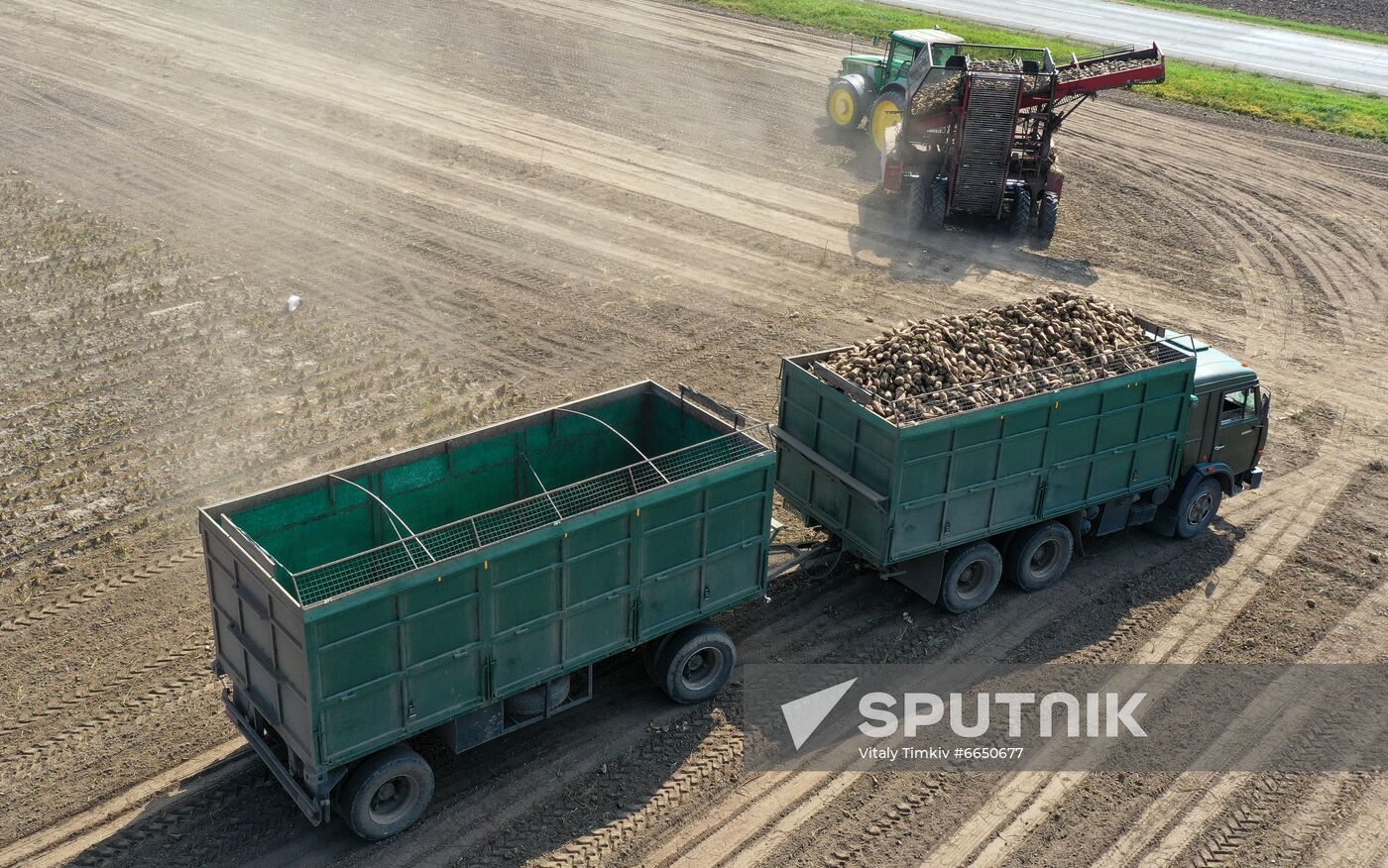 Russia Sugar Beet Harvest