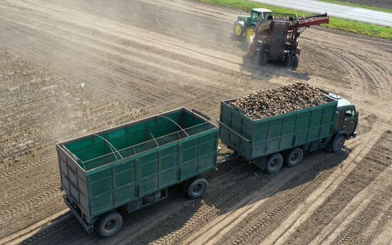 Russia Sugar Beet Harvest