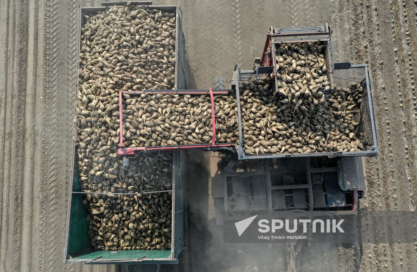 Russia Sugar Beet Harvest