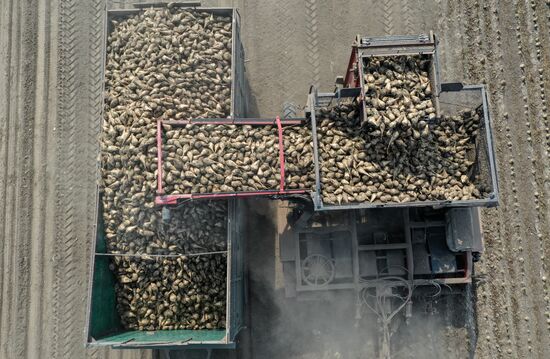 Russia Sugar Beet Harvest